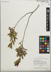 Foto von Salix pedicellaris Pursh